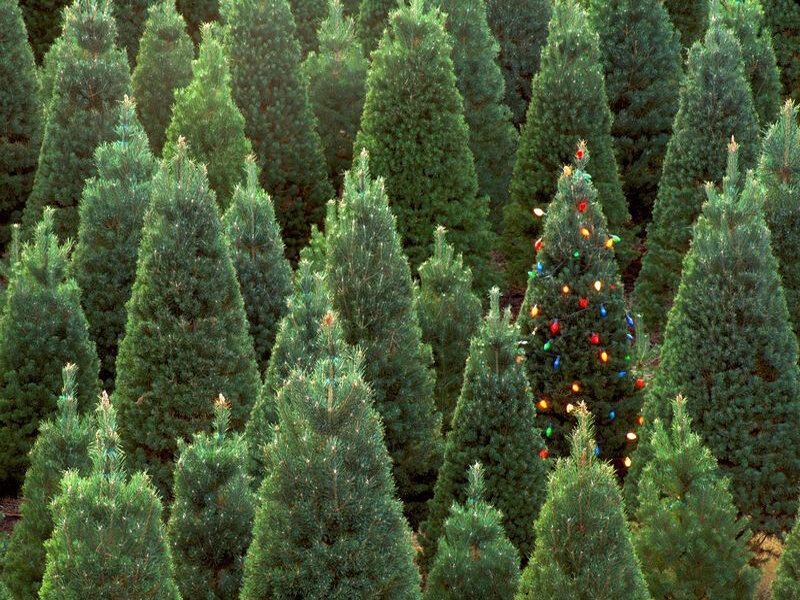 Decorated Christmas Tree — Green, Festive, Photograph