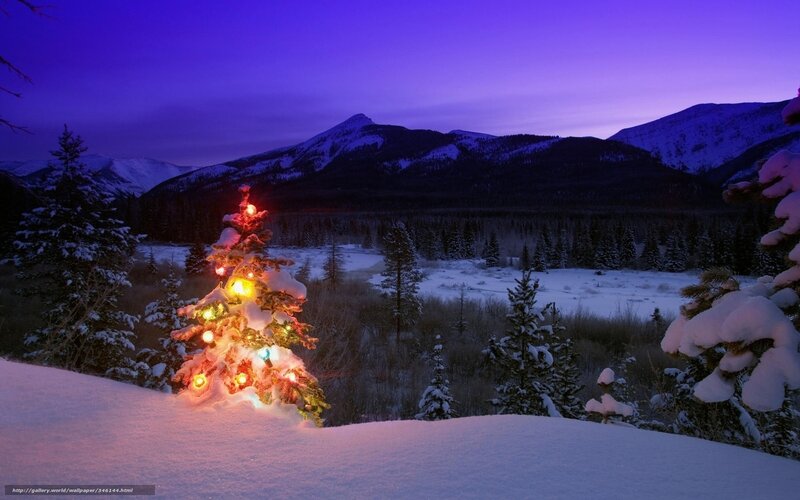 Decorated Christmas Tree — Purple, Serene, Night