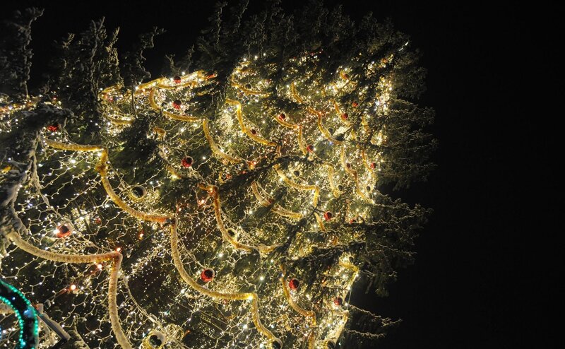 Decorated Christmas Tree — White, Festive, Night, Photograph