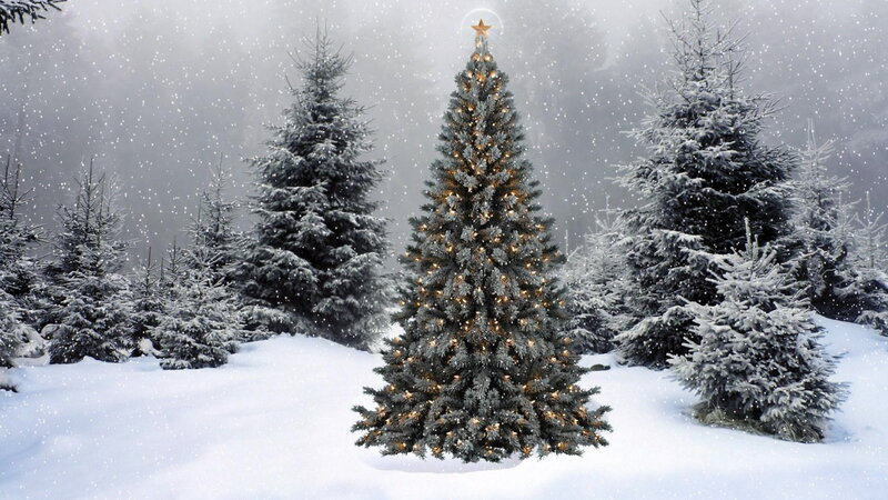 Decorated Christmas Tree — White, Serene, Winter, Photograph, Snow, Pine Trees