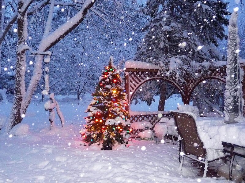 Decorated Christmas Tree — White, Serene, Winter, Photograph, Snow