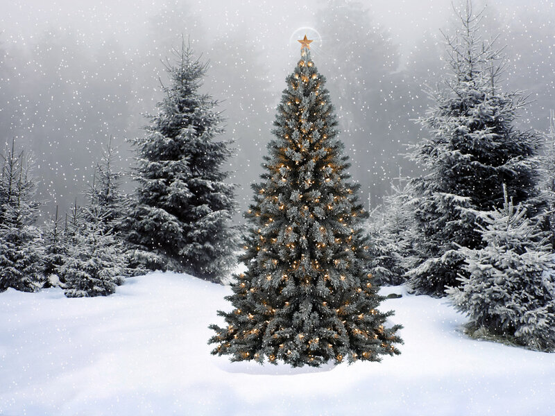 Decorated Christmas Tree — White, Serene, Winter, Photograph