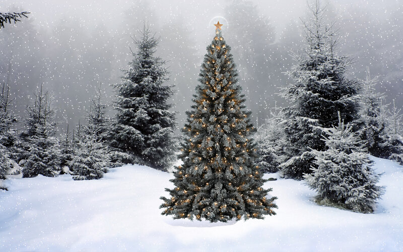 Decorated Christmas Tree — White, Serene, Winter