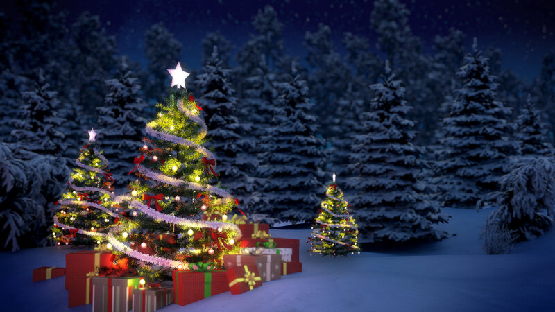 Decorated Christmas Trees — Green, Festive, Night