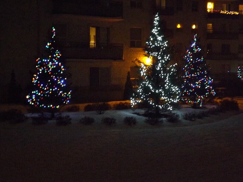 Decorated Christmas Trees — White, Festive, Night, Photograph
