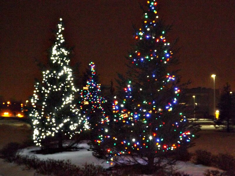 Decorated Christmas Trees — White, Festive, Night