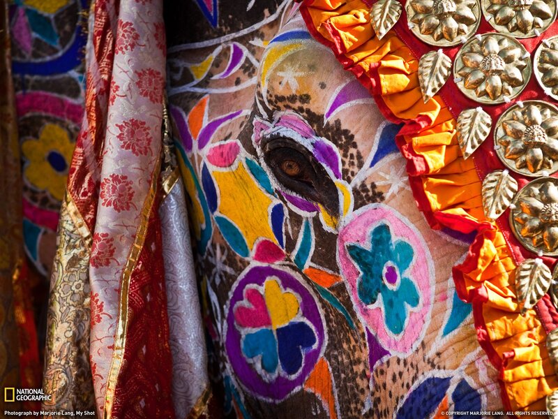 Decorated elephant eye close-up