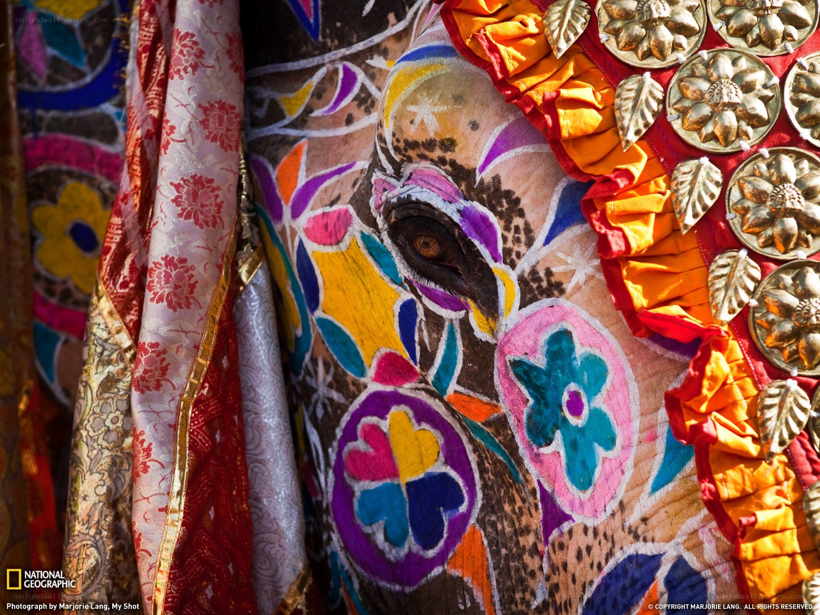 Decorated elephant eye close-up