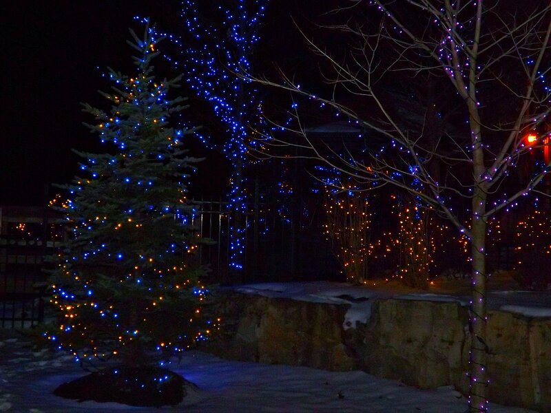 Decorated Tree at Night