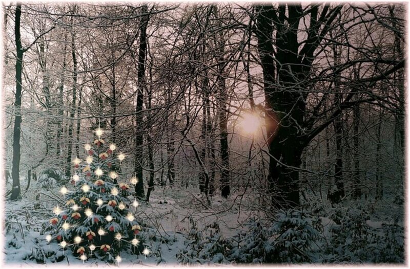 Decorated Tree in Forest