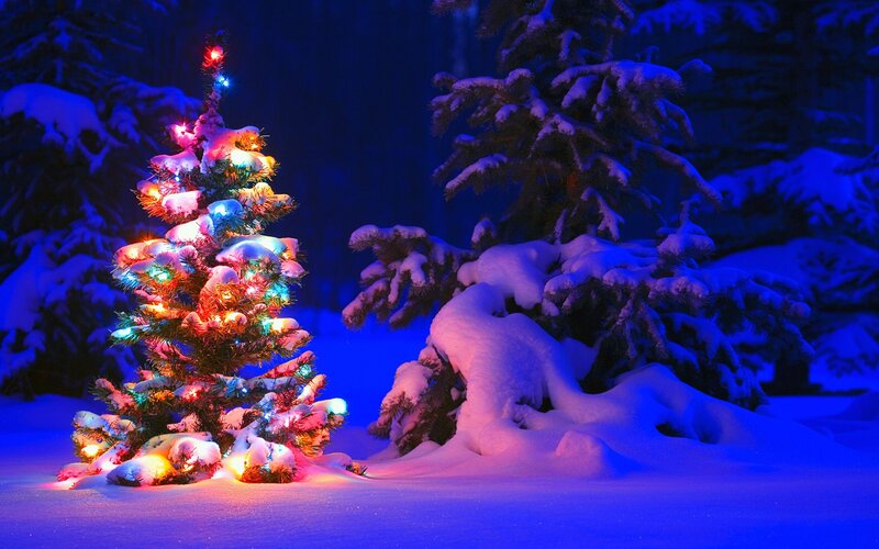 Decorated Tree in Snow — Blue, Serene, Night, Photograph, Lights, Trees