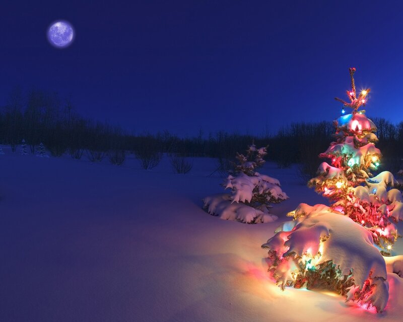 Decorated Tree in Snow — Blue, Serene, Night, Photograph, Moon