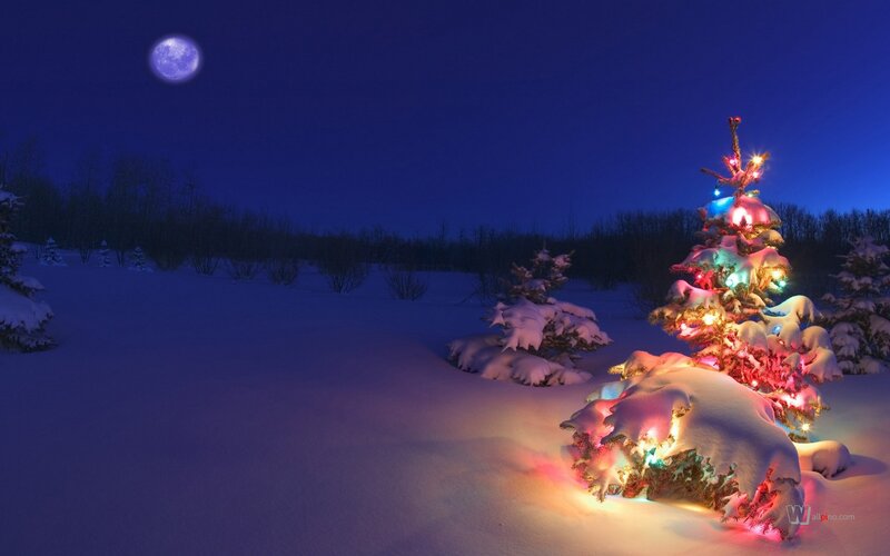 Decorated Tree in Snow — Blue, Serene, Night, Photograph