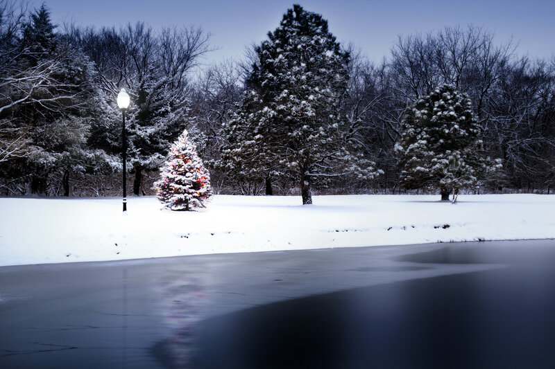 Decorated Tree in Snow — White, Serene, Winter, Photograph