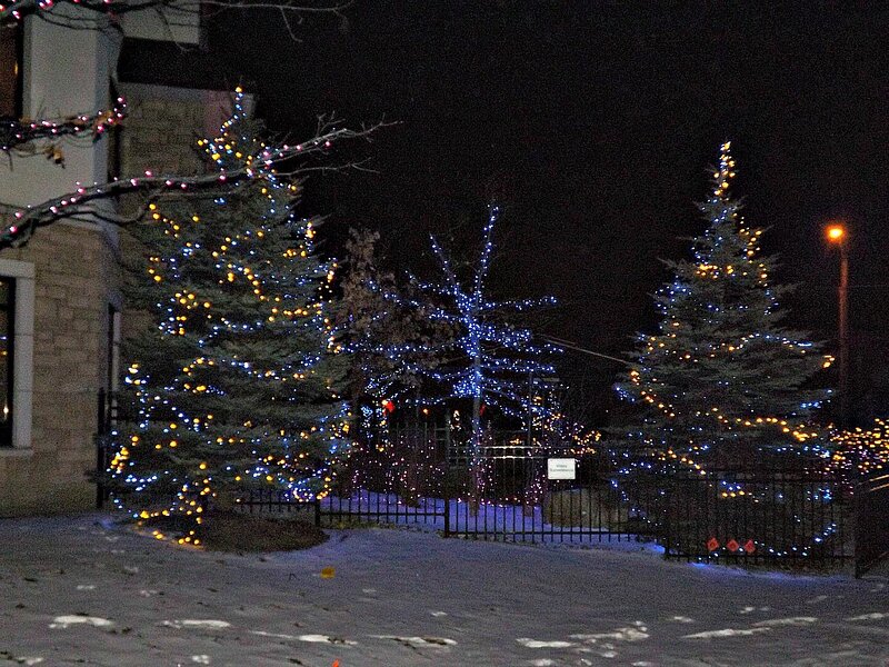 Decorated Trees at Night — Blue, Festive, Photograph