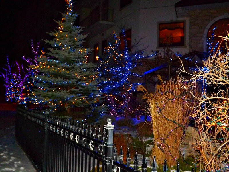 Decorated Trees at Night — Blue, Festive