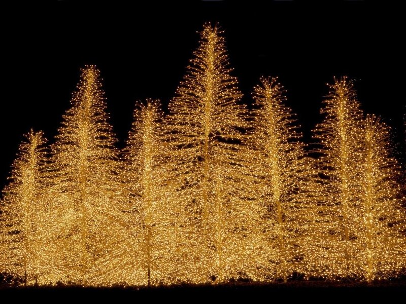 Decorated Trees at Night — Gold