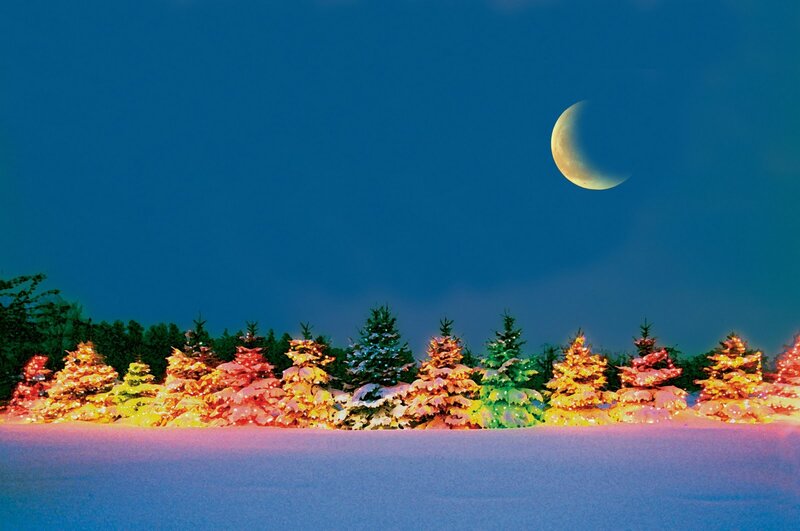 Decorated Trees in Snow — Blue