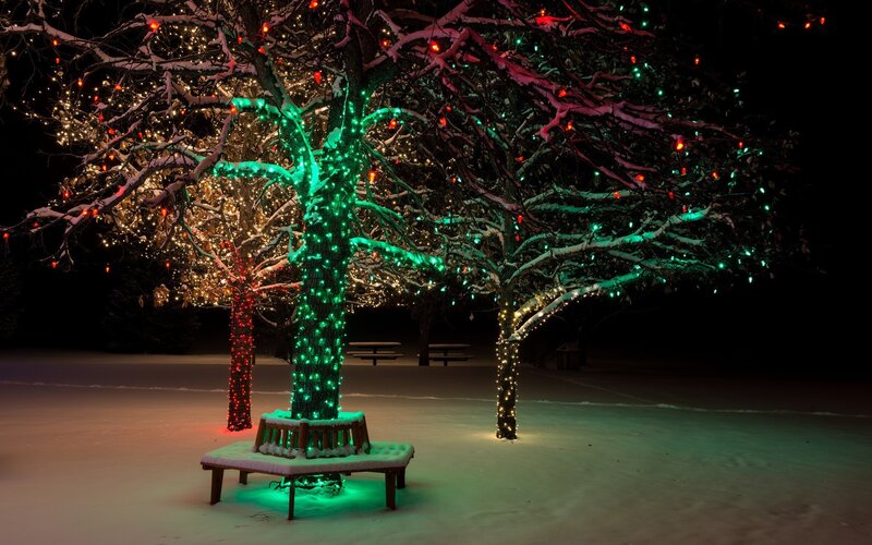 Decorated Trees in Snow — Green, Festive