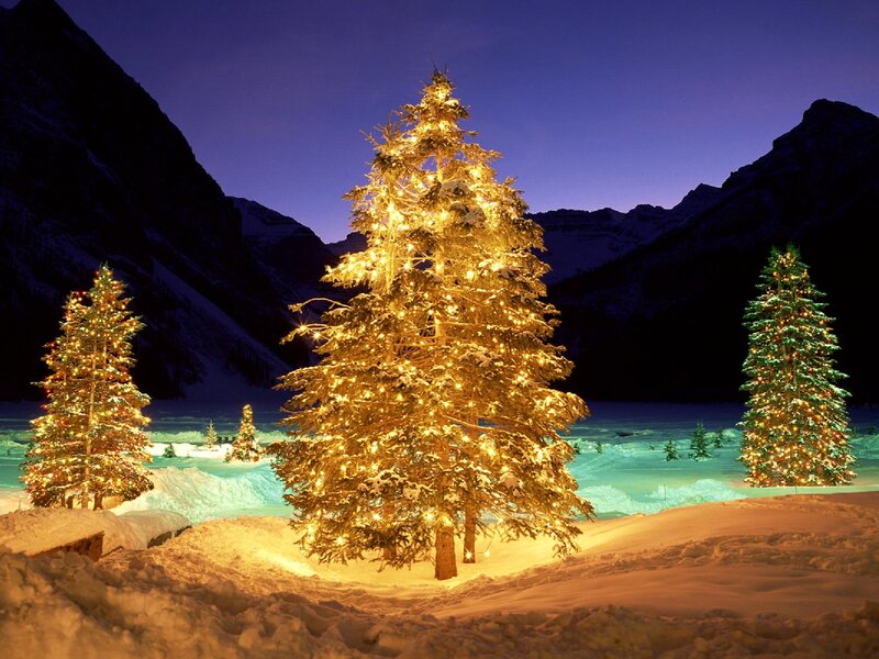 Decorated Trees in Snow