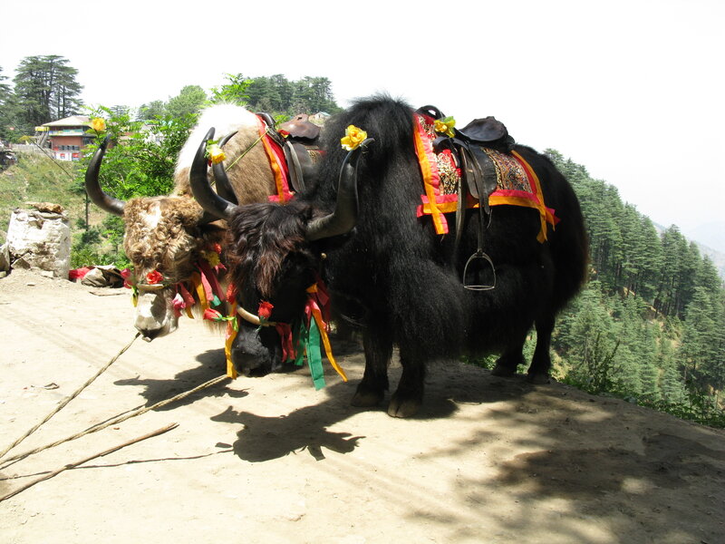 Decorated Yaks on Path