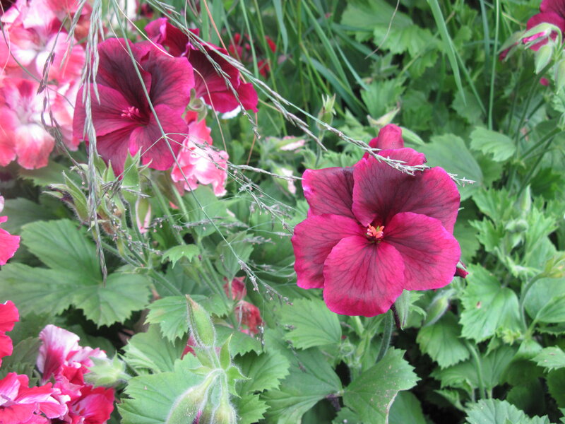 Deep Pink Geranium Flowers — Natural
