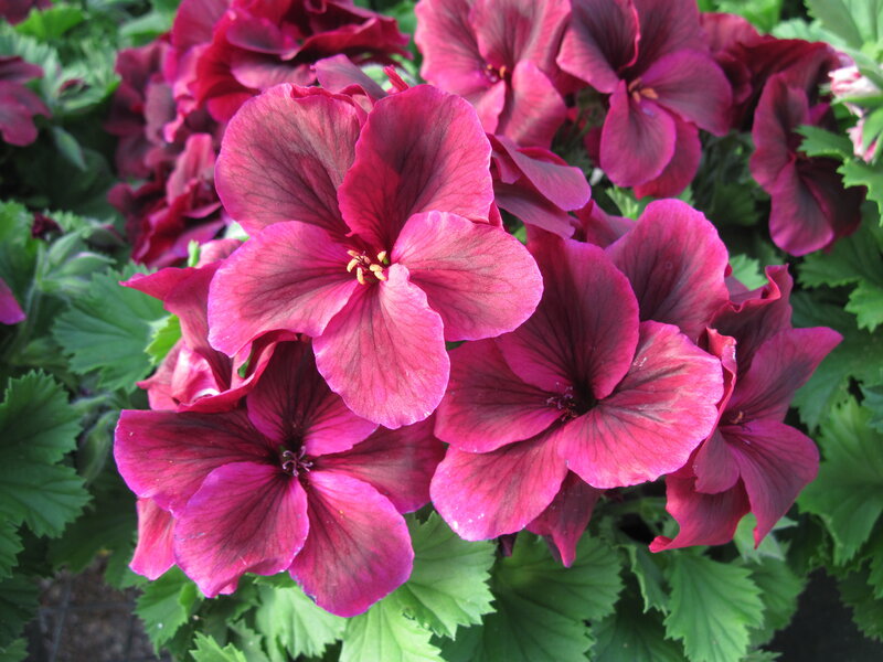 Deep Pink Geranium Flowers