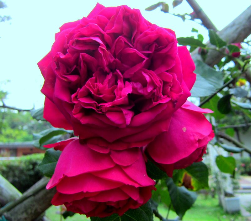 Deep Pink Rose Bloom