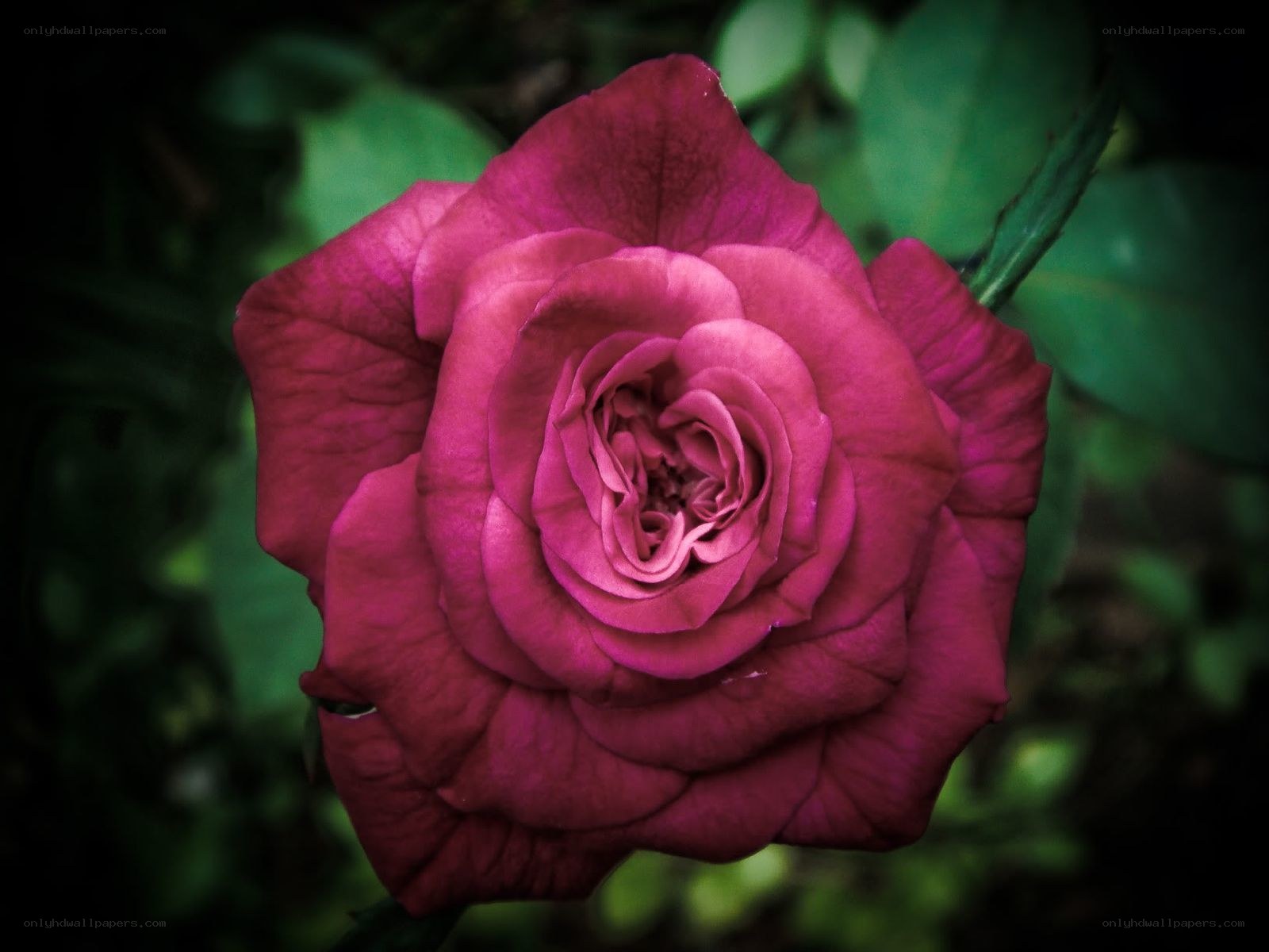 deep pink rose in bloom