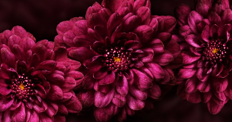 Deep purple chrysanthemums