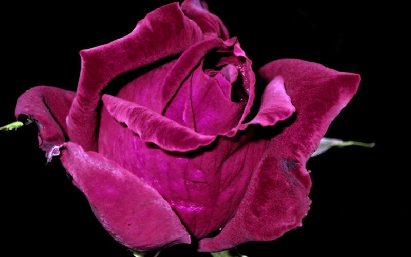 deep purple rose bloom