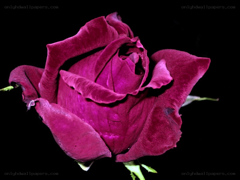 deep purple rose close-up