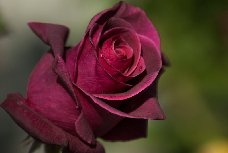 Deep purple rose in bloom