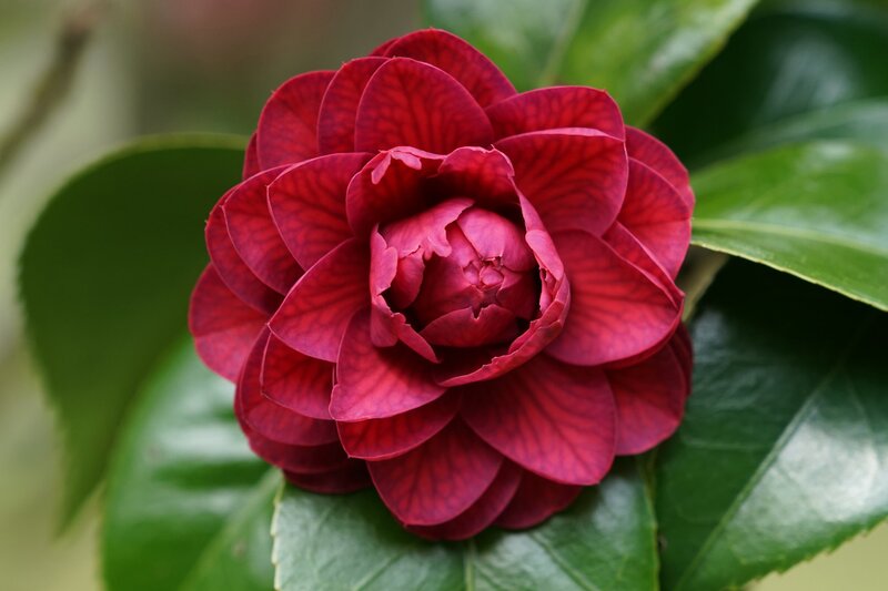Deep Red Camellia Flower