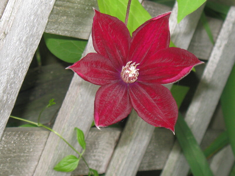 deep red clematis flower