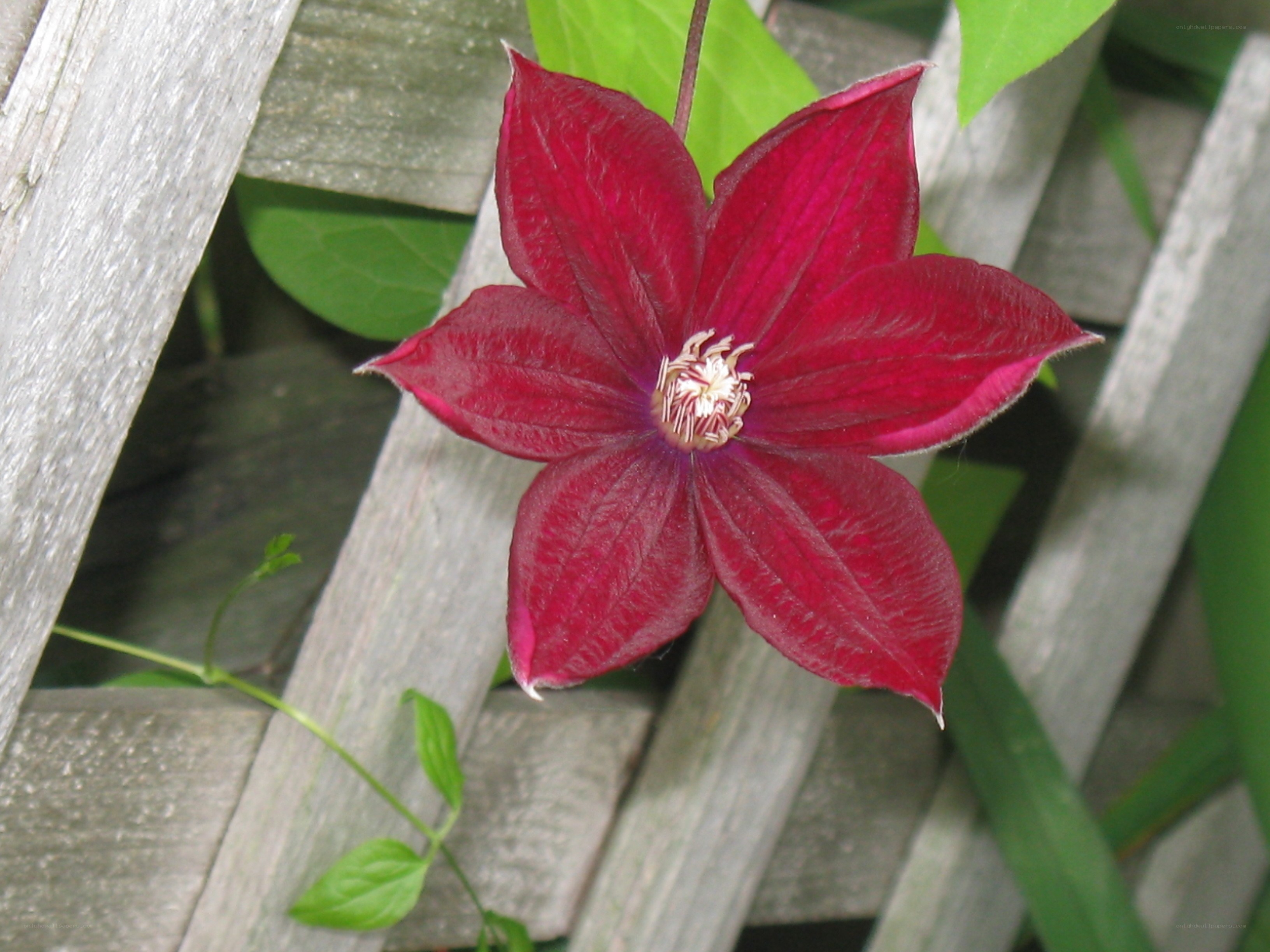 deep red clematis flower