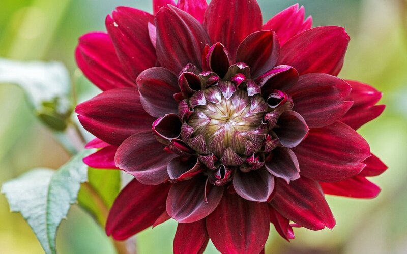 deep red dahlia flower
