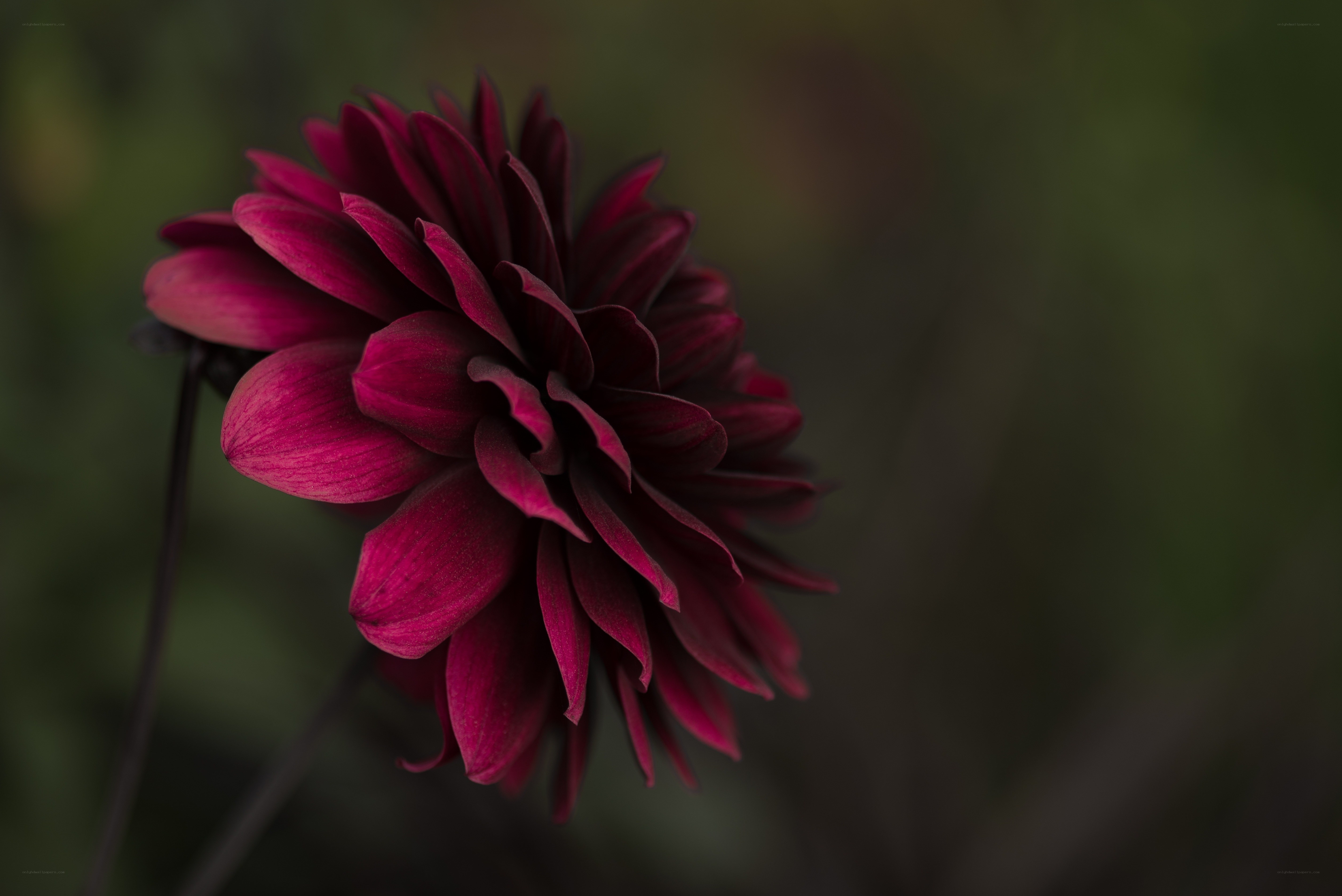 deep red dahlia flower