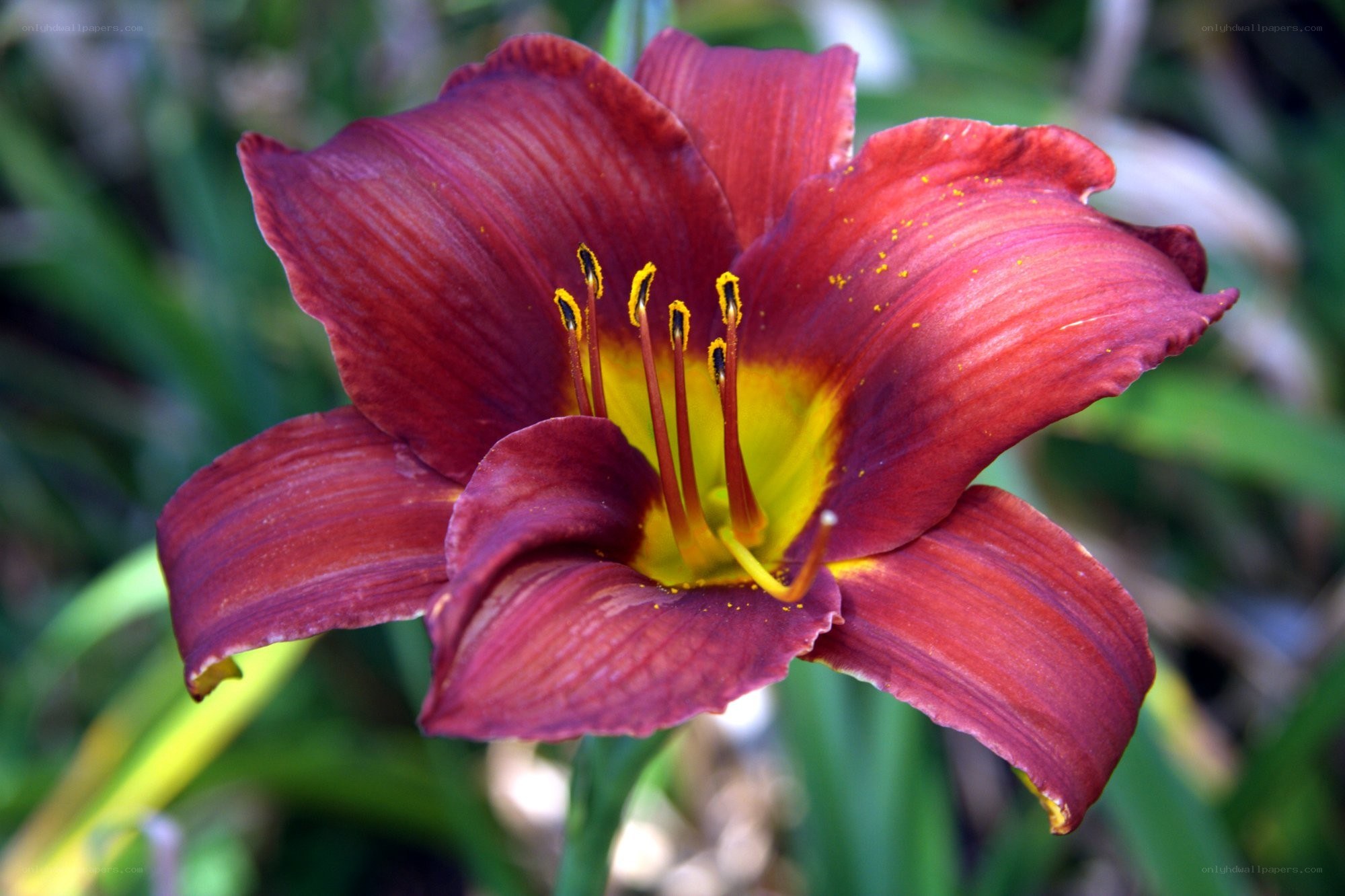 deep red daylily flower
