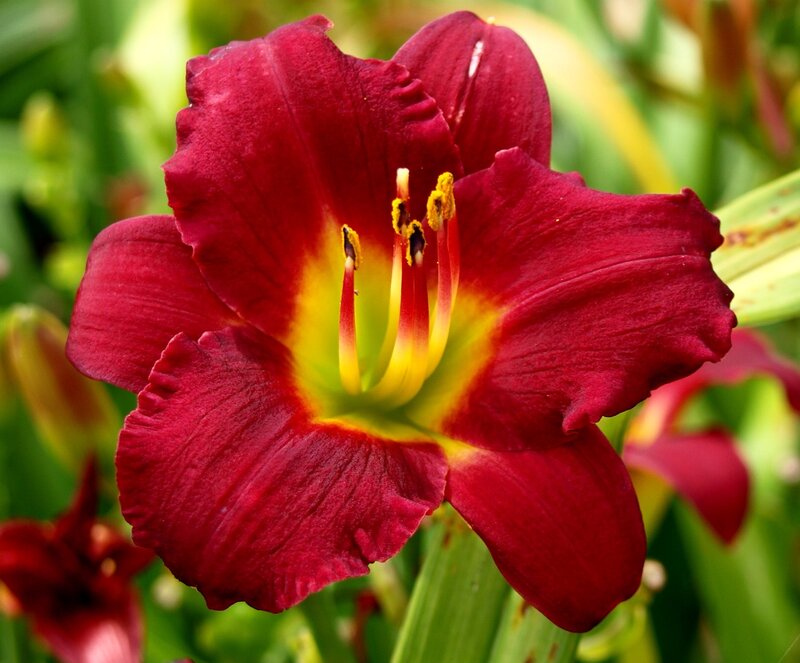 deep red daylily flower