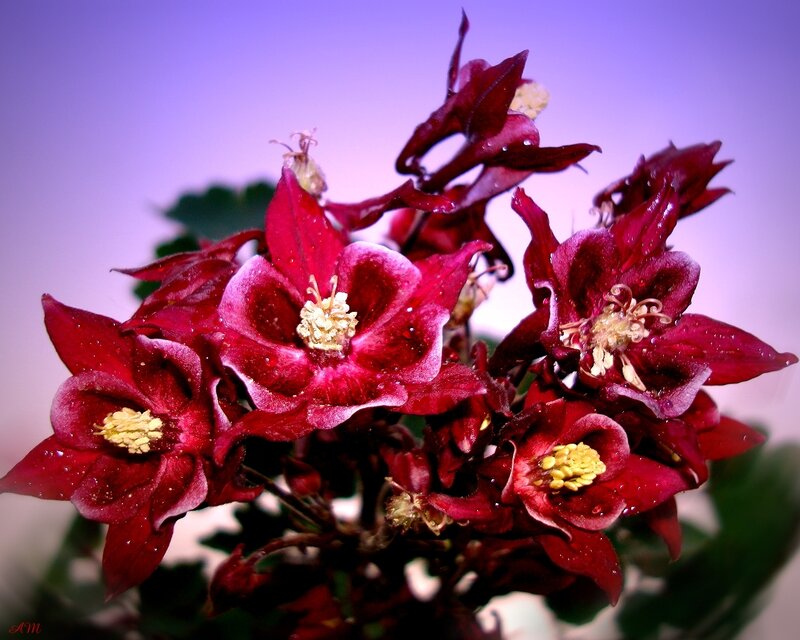 Deep red flowers with dew
