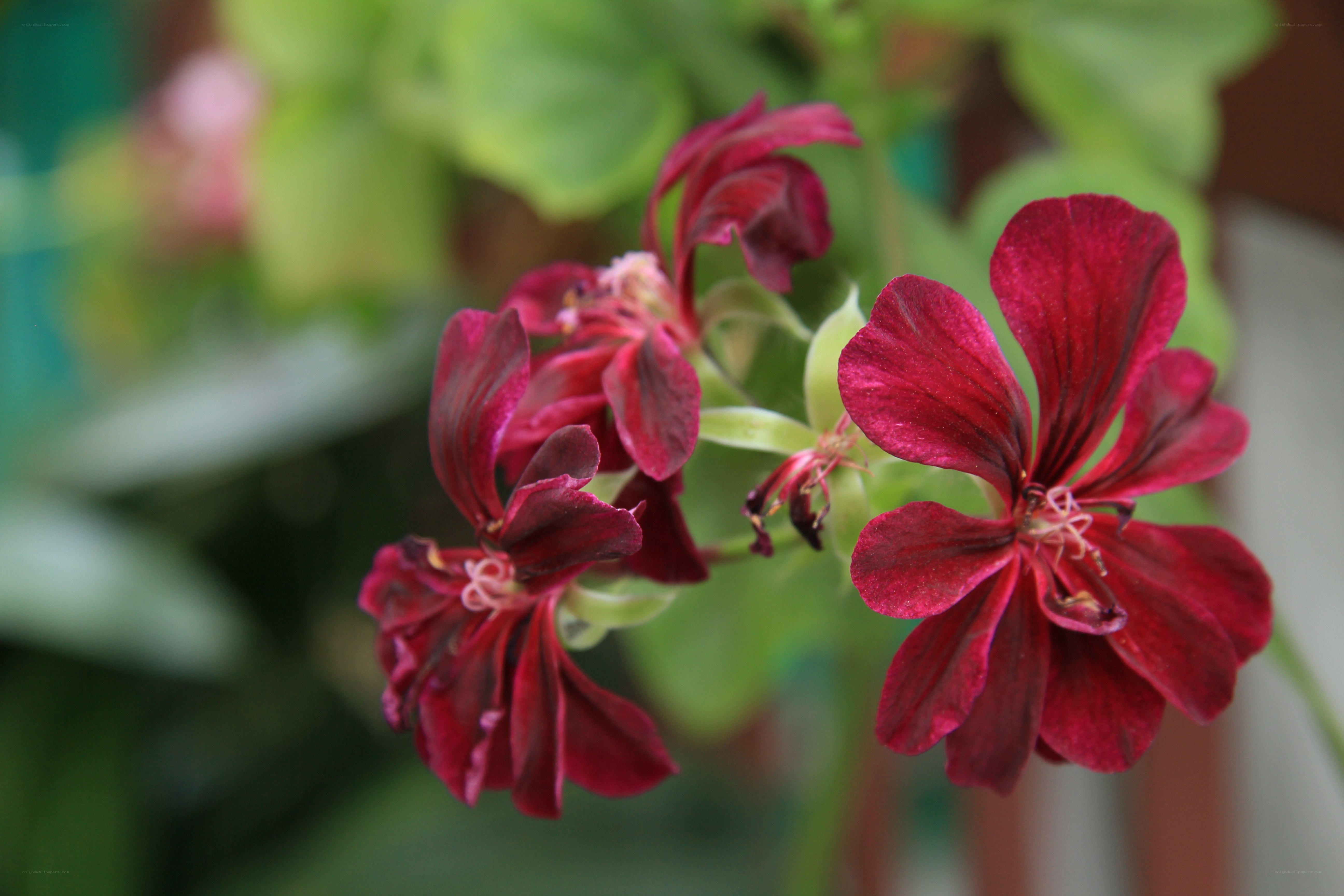 deep red geranium flowers
