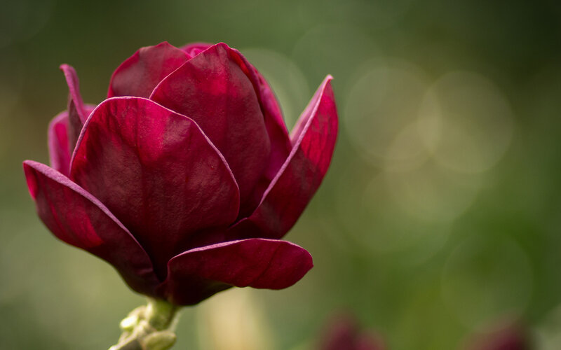 Deep Red Magnolia Flower — Serene