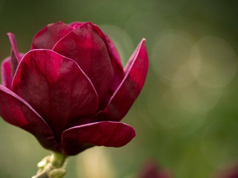 Deep Red Magnolia Flower