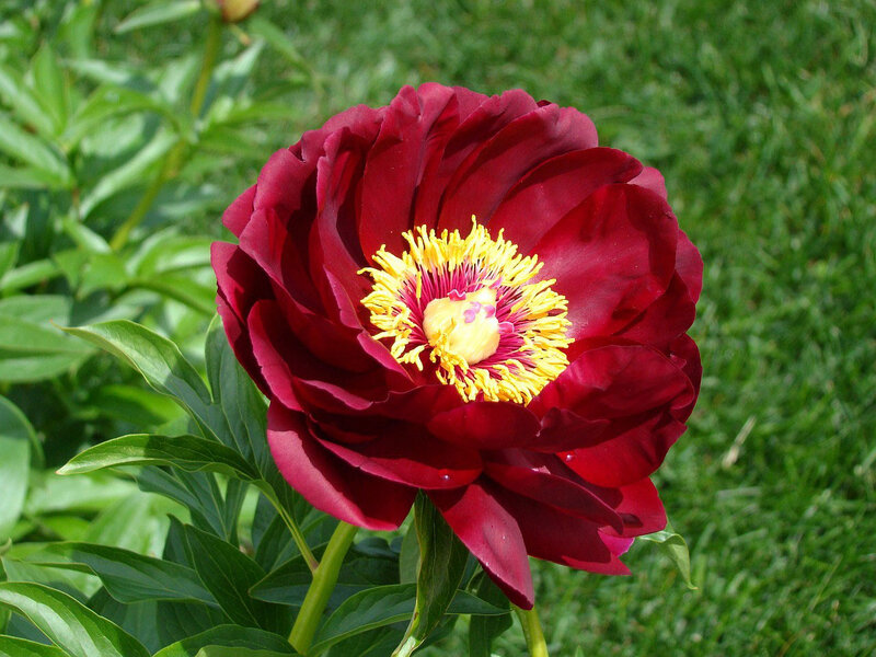 Deep Red Peony Flower — Serene