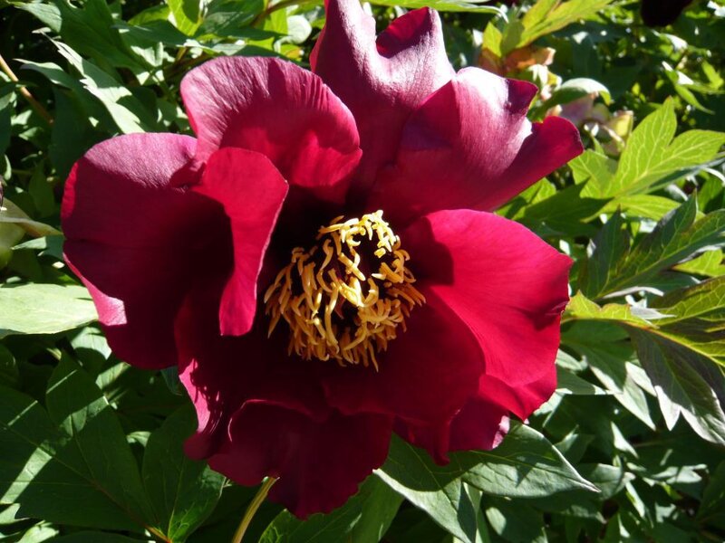 deep red peony flower