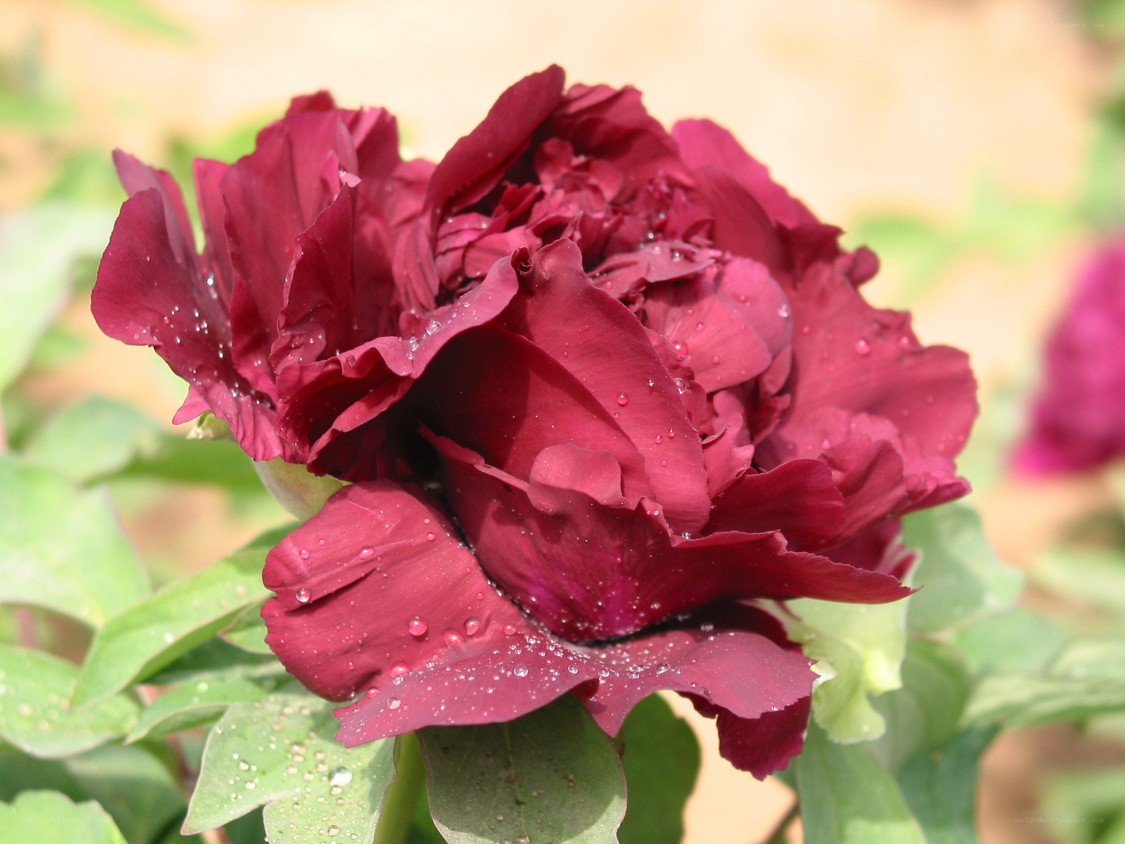 Deep red peony with water droplets