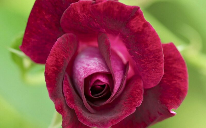 Deep Red Rose Flower — Calm