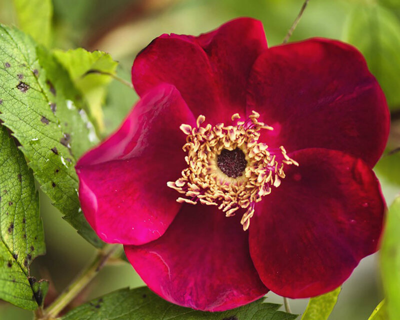 Deep Red Rose Flower — Natural