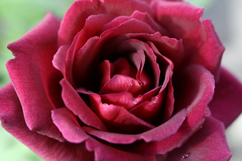 Deep Red Rose Flower